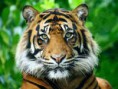 /album/animales/descarga-1-jpg/